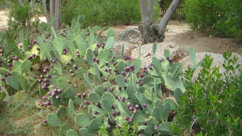 ZOO Park Friguia
